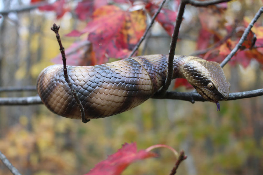 Tsuchinoko (Sofubi Toybox by Kaiyodo)